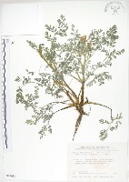 彎果黃菫藏品圖，第1張