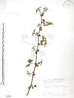 小構樹藏品圖，第1張