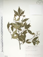 飛龍掌血藏品圖，第1張