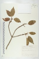 薯豆藏品圖，第1張