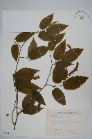 蘭邯千金榆藏品圖，第1張