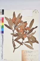 臺灣杜鵑藏品圖，第1張