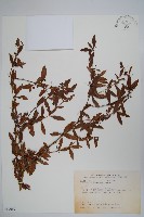 南湖小蘗藏品圖，第1張