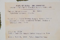 黃花鳳仙花藏品圖，第2張