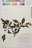 畢祿山鼠李藏品圖，第1張