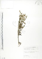 大籽當藥、巒大當藥藏品圖，第1張