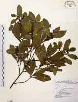 黃肉樹, 小梗木薑子藏品圖，第1張