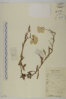 黃腺香青藏品圖，第1張