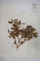 蔥皮忍冬藏品圖，第1張