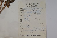 蔥皮忍冬藏品圖，第2張