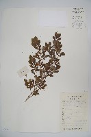 小葉忍冬藏品圖，第1張