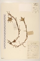 堅杆火絨草藏品圖，第1張