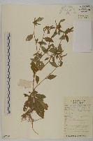 杓兒菜藏品圖，第1張