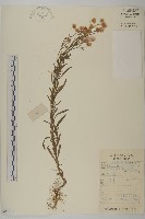 加拿大蓬藏品圖，第1張