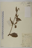 杓兒菜藏品圖，第1張