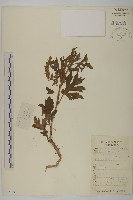 羽裂蟹甲草藏品圖，第1張