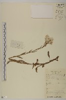 鱗黃腺香青藏品圖，第1張