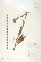 華北鳳毛菊藏品圖，第1張