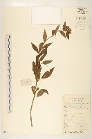 兩色菊藏品圖，第1張