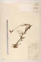 火絨草藏品圖，第1張