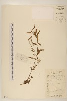 華火絨草藏品圖，第1張