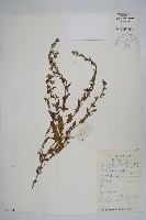 狼紫草藏品圖，第1張