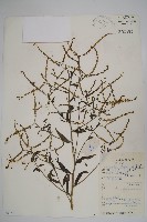 中國勿忘草藏品圖，第1張