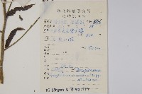 中國勿忘草藏品圖，第2張