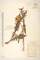 蘊苞麻花頭藏品圖，第1張