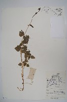 台參藏品圖，第1張