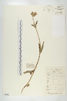 白花刺續斷藏品圖，第1張