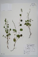 臺北附地草藏品圖，第1張