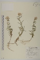 玉山抱莖籟簫藏品圖，第1張