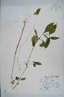 黃花鳳仙花藏品圖，第1張