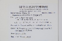 黃花鳳仙花藏品圖，第2張