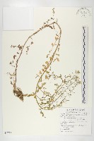 水芥菜、豆瓣菜、無心菜、水甕菜藏品圖，第1張