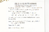 水芥菜、豆瓣菜、無心菜、水甕菜藏品圖，第5張