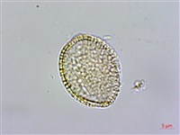 水芥菜、豆瓣菜、無心菜、水甕菜藏品圖，第2張