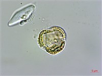 水芥菜、豆瓣菜、無心菜、水甕菜藏品圖，第3張