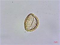 水芥菜、豆瓣菜、無心菜、水甕菜藏品圖，第4張