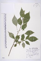 臺灣青莢葉藏品圖，第1張