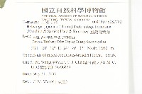 臺灣青莢葉藏品圖，第2張