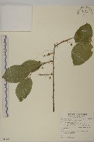 大葉南蛇藤藏品圖，第1張