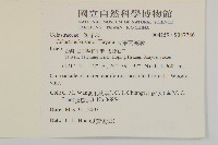 大葉南蛇藤藏品圖，第2張