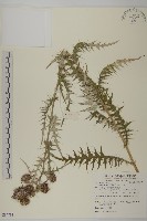 鈴木氏薊藏品圖，第1張