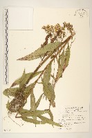 黃菀藏品圖，第1張