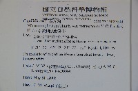 臺灣蝴蝶戲珠花、臺灣蝴蝶花藏品圖，第2張