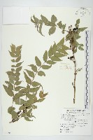 臺灣馬桑藏品圖，第1張