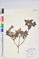 紅毛杜鵑藏品圖，第1張