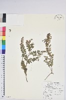 高山白珠樹藏品圖，第1張